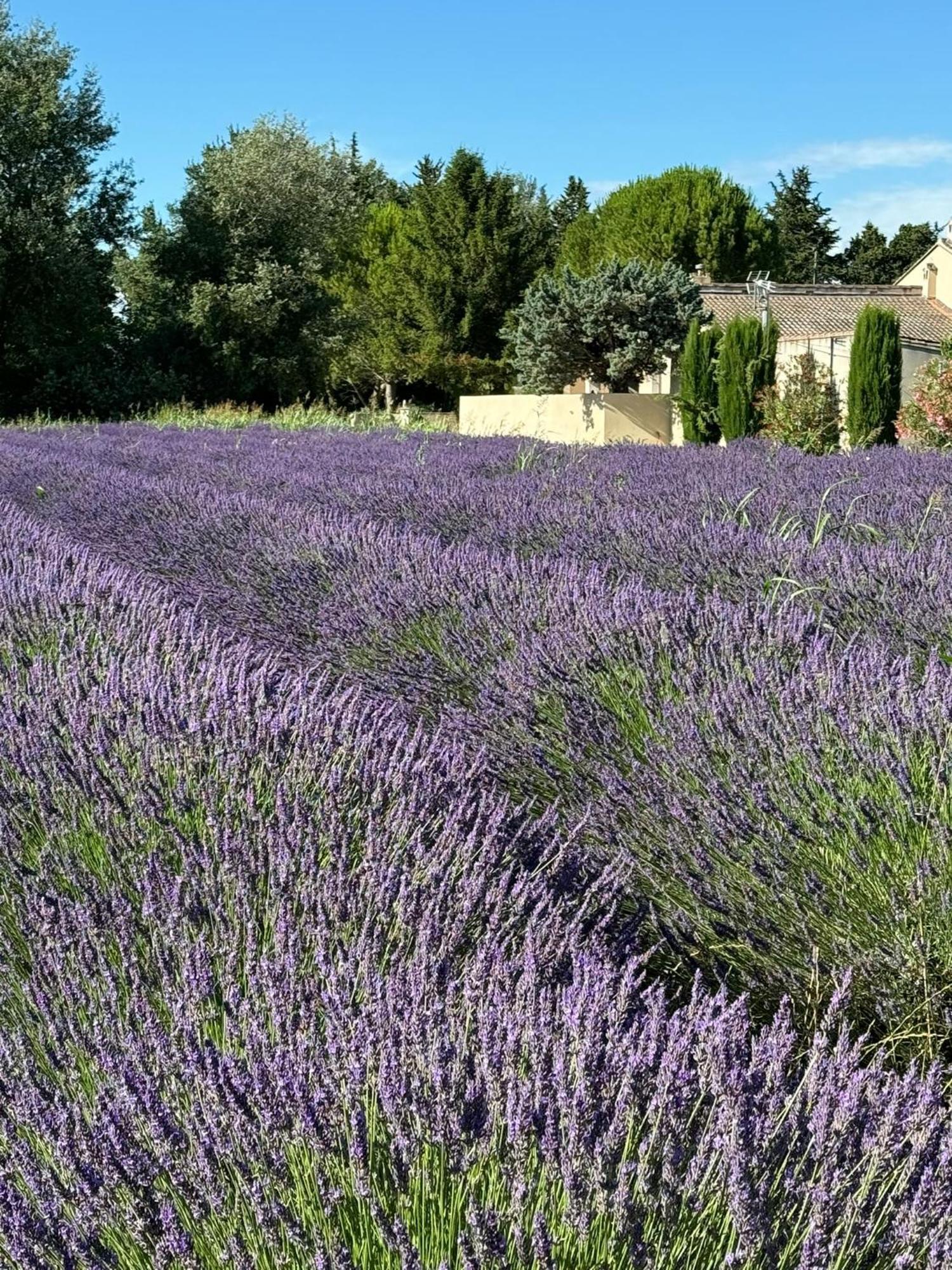Appartement Neuf Et Au Calme Proche Avignon Althen-des-Paluds Eksteriør bilde