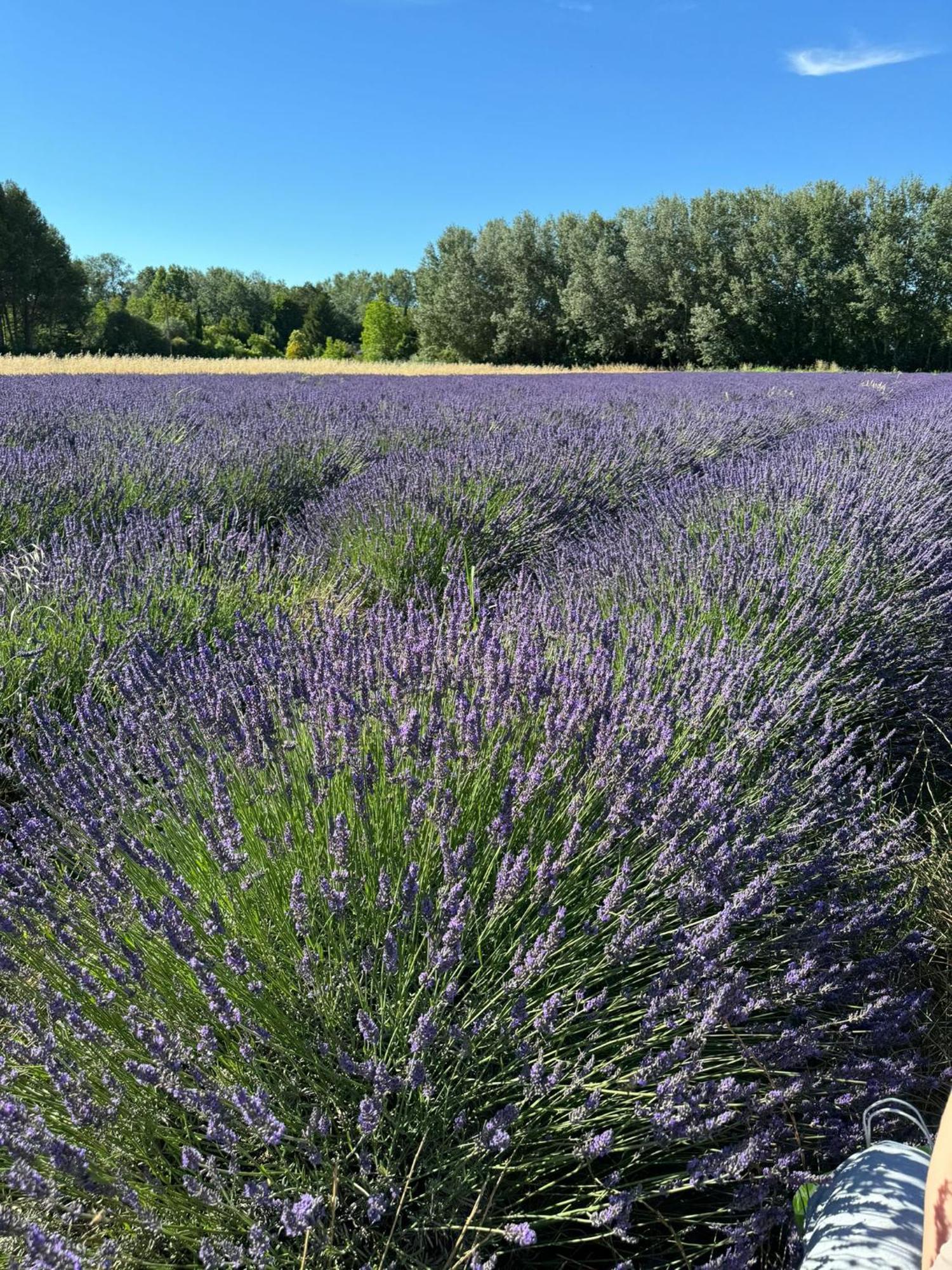 Appartement Neuf Et Au Calme Proche Avignon Althen-des-Paluds Eksteriør bilde